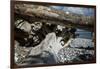 Roots and trunk on the beach-Mandy Stegen-Framed Photographic Print