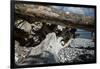 Roots and trunk on the beach-Mandy Stegen-Framed Photographic Print