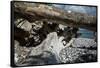 Roots and trunk on the beach-Mandy Stegen-Framed Stretched Canvas