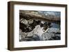 Roots and trunk on the beach-Mandy Stegen-Framed Photographic Print
