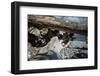 Roots and trunk on the beach-Mandy Stegen-Framed Photographic Print