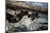 Roots and trunk on the beach-Mandy Stegen-Mounted Photographic Print
