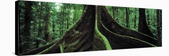 Roots of a Giant Tree, Daintree National Park, Queensland, Australia-null-Stretched Canvas