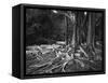 Roots of an Indian Rubber Tree-null-Framed Stretched Canvas