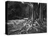 Roots of an Indian Rubber Tree-null-Stretched Canvas