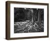 Roots of an Indian Rubber Tree-null-Framed Photographic Print