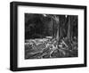 Roots of an Indian Rubber Tree-null-Framed Photographic Print