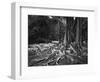 Roots of an Indian Rubber Tree-null-Framed Photographic Print