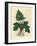 Roots, Rhizome, Leaves and Flower of Contrayerva, Dorstenia Contrajerva-James Sowerby-Framed Giclee Print