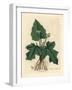 Roots, Rhizome, Leaves and Flower of Contrayerva, Dorstenia Contrajerva-James Sowerby-Framed Giclee Print