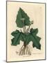 Roots, Rhizome, Leaves and Flower of Contrayerva, Dorstenia Contrajerva-James Sowerby-Mounted Giclee Print