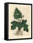 Roots, Rhizome, Leaves and Flower of Contrayerva, Dorstenia Contrajerva-James Sowerby-Framed Stretched Canvas