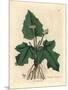 Roots, Rhizome, Leaves and Flower of Contrayerva, Dorstenia Contrajerva-James Sowerby-Mounted Giclee Print