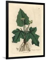 Roots, Rhizome, Leaves and Flower of Contrayerva, Dorstenia Contrajerva-James Sowerby-Framed Giclee Print