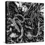 ROOTS-Sylver-Stretched Canvas