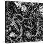 ROOTS-Sylver-Stretched Canvas