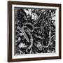 ROOTS-Sylver-Framed Giclee Print