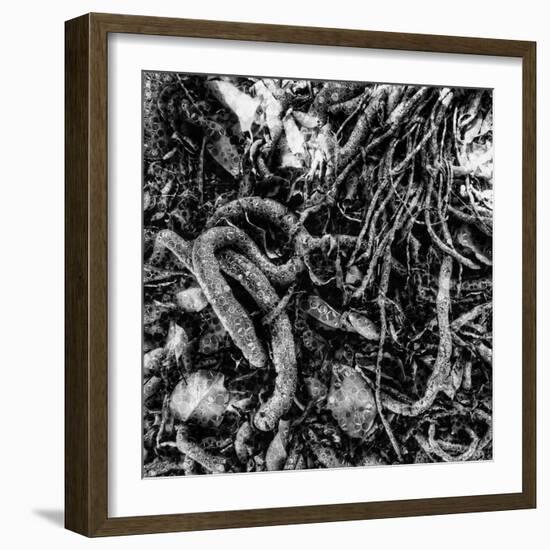 ROOTS-Sylver-Framed Giclee Print