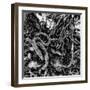 ROOTS-Sylver-Framed Giclee Print