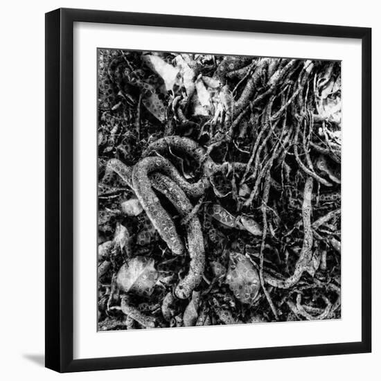 ROOTS-Sylver-Framed Giclee Print