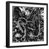 ROOTS-Sylver-Framed Giclee Print