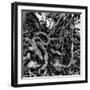 ROOTS-Sylver-Framed Giclee Print