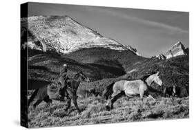 Roping the San Greys-Dan Ballard-Stretched Canvas