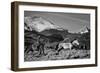 Roping the San Greys-Dan Ballard-Framed Photographic Print