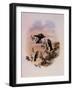 Roraima Coquette, Lophornis Pavoninus-John Gould-Framed Giclee Print