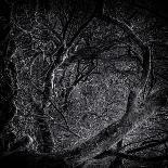 Old Royal Trees-Rory Garforth-Photographic Print