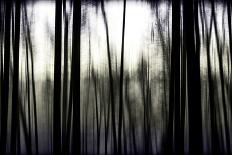 3 Trees in Fog-Rory Garforth-Photographic Print