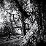 Old Royal Trees-Rory Garforth-Photographic Print