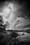 3 Trees in Fog-Rory Garforth-Photographic Print