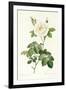 Rosa Alba Flore Pleno-Pierre-Joseph Redouté-Framed Giclee Print