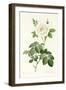 Rosa Alba Flore Pleno-Pierre-Joseph Redouté-Framed Giclee Print