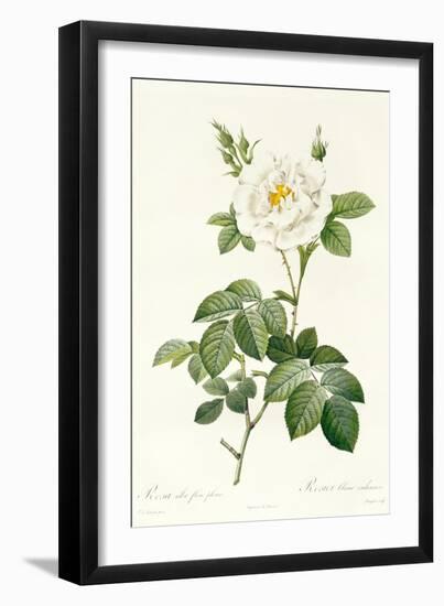 Rosa Alba Flore Pleno-Pierre-Joseph Redouté-Framed Giclee Print