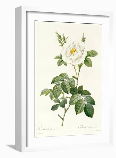 Rosa Alba Flore Pleno-Pierre-Joseph Redouté-Framed Giclee Print