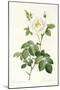 Rosa Alba Flore Pleno-Pierre-Joseph Redouté-Mounted Giclee Print