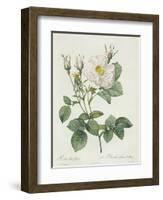 Rosa Alba Foliacea-Pierre-Joseph Redouté-Framed Giclee Print