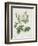 Rosa Alba Foliacea-Pierre-Joseph Redouté-Framed Giclee Print