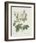 Rosa Alba Foliacea-Pierre-Joseph Redouté-Framed Giclee Print