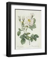 Rosa Alba Foliacea-Pierre-Joseph Redouté-Framed Giclee Print