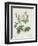 Rosa Alba Foliacea-Pierre-Joseph Redouté-Framed Giclee Print