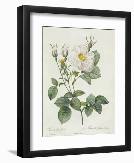 Rosa Alba Foliacea-Pierre-Joseph Redouté-Framed Giclee Print