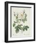 Rosa Alba Foliacea-Pierre-Joseph Redouté-Framed Giclee Print