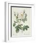 Rosa Alba Foliacea-Pierre-Joseph Redouté-Framed Giclee Print