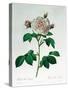 Rosa Alba Regalis, Engraved by Bessin-Pierre-Joseph Redouté-Stretched Canvas