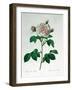 Rosa Alba Regalis, Engraved by Bessin-Pierre-Joseph Redouté-Framed Giclee Print