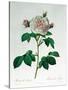 Rosa Alba Regalis, Engraved by Bessin-Pierre-Joseph Redouté-Stretched Canvas