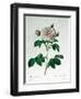 Rosa Alba Regalis, Engraved by Bessin-Pierre-Joseph Redouté-Framed Giclee Print